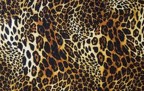 Bright leopard