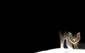Kitten on black background