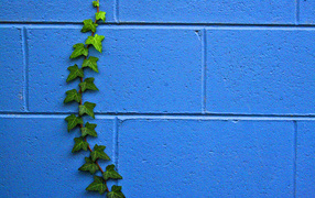 The plant on the wall