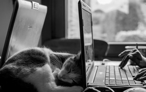 Кот спит у ноутбука HP