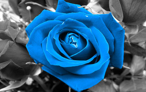 Синяя роза на чёрно-белом фоне