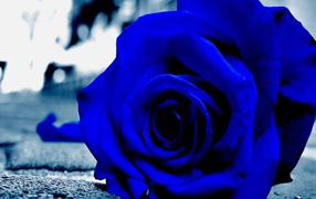 Синяя роза на асфальте