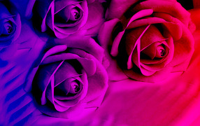 Фиолетовые розы в ярком цвете