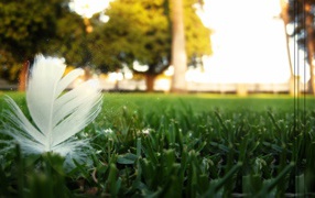 	   Bird feather grass