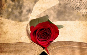 	   The rose on the ancient book