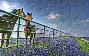 Horses at the Fence