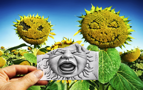 	   The person on the sunflower