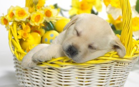 Puppy in a basket of eggs for Easter