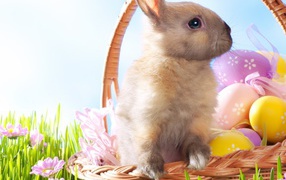 Rabbit in a basket on Easter