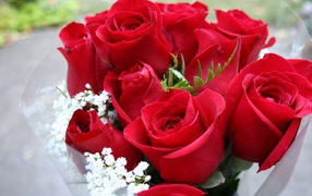 Beautiful bouquet of red roses on March 8