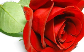 Beautiful red rose close-up on March 8