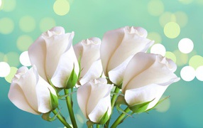 Красивые белые розы на голубом фоне женщинам на восьмое марта