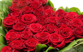 Bouquet of red roses on March 8 for girls