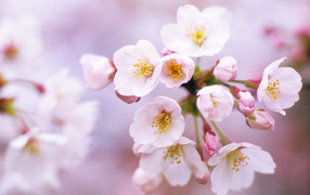Cherry flowers on March 8
