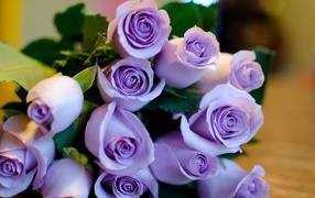 Фиолетовые розы в букете на восьмое марта
