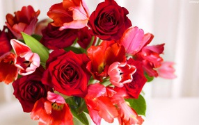 Red roses and red tulips in a gift on March 8