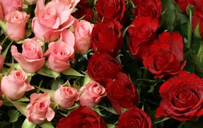 Red roses on March 8 in a bouquet with pink
