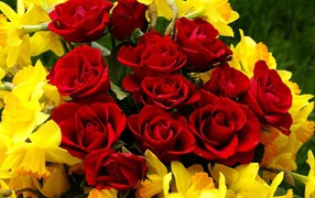 Red roses on March 8 with daffodils