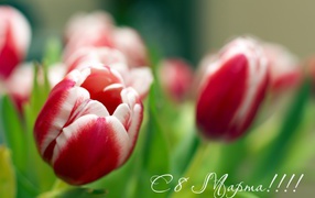 Spring tulips on March 8