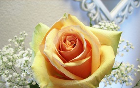 Tender yellow rose as a gift