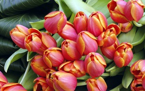 Тюльпаны к дню 8 марта