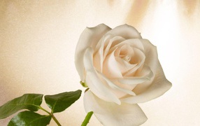 Белая роза в подарок на восьмое марта