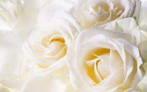 Белые розы в подарок на восьмое марта, крупный план