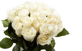 Белые розы в букете в подарок на восьмое марта