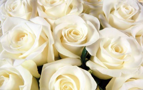 Белые розы всем женщинам на восьмое марта