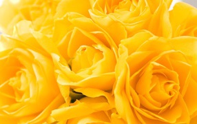 Жёлтые розы в подарок на восьмое марта