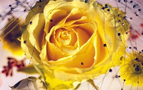 Жёлтые розы с украшениями на восьмое марта