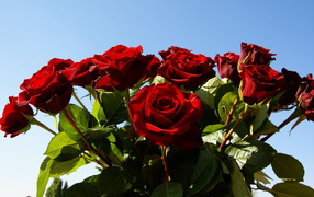  Red roses on March 8 against the sky