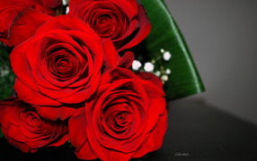  Red roses on March 8 with green leaves