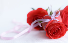 Красные розы на 8 марта с белыми лентами
