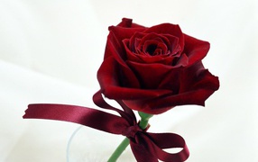 Wonderful rose on Valentine's Day