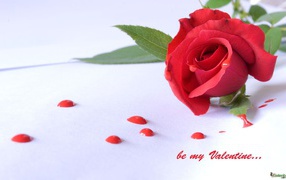 Роза и капли на День Святого Валентина 14 февраля
