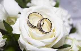 Красивые белые розы и свадебные кольца
