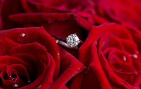 Красные розы и кольцо, предложение руки и сердца