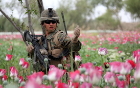 	   Soldier in pink tulips