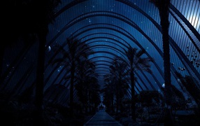 The night sky above the palm trees