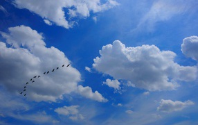 Стая птиц в облаках