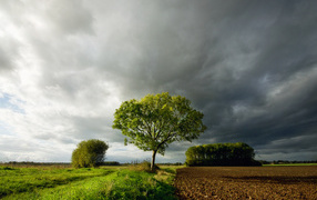 	   The tree under dark clouds