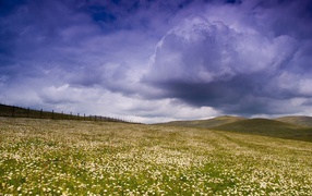 Clouds over the field of daisies