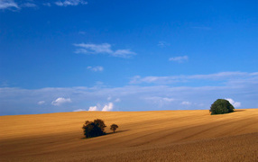 	   Wheat field