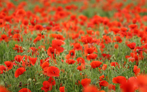 A large field of red poppies