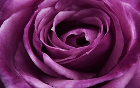 Beautiful big purple rose close up