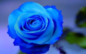 Beautiful blue roses on a blue background