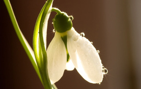 Beautiful flower snowdrop