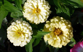 Красивые цветы цинния (циния) в саду