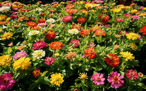 Красивые цветы цинния (циния) в парке